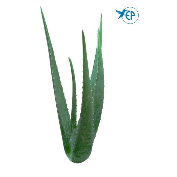 Aloe Vera Leaf