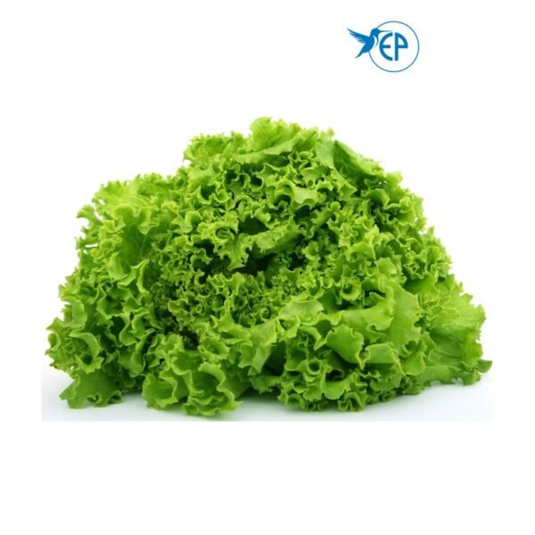 Green Coral Lettuce