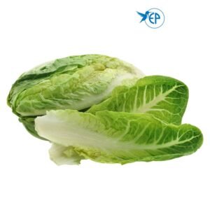 Romaine Lettuce