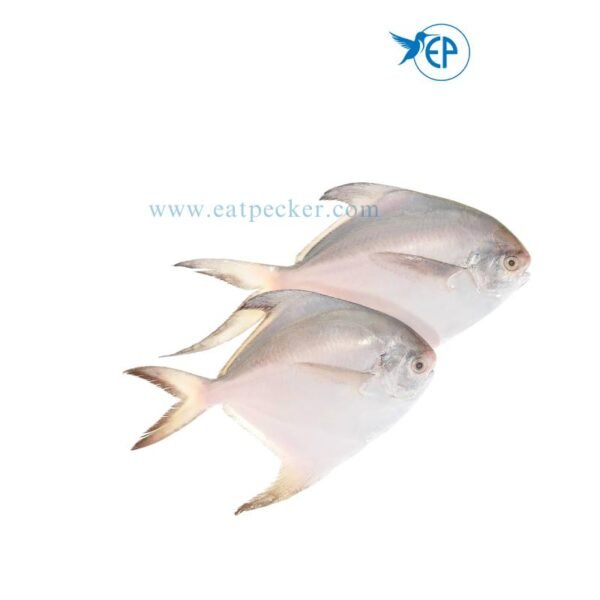 White Pomfret